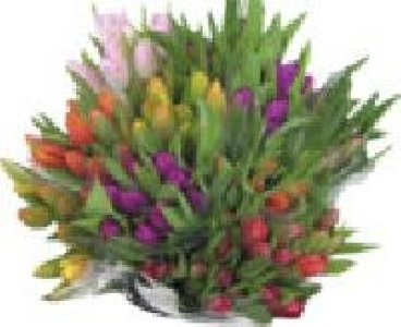 Tulpen 2.99 €