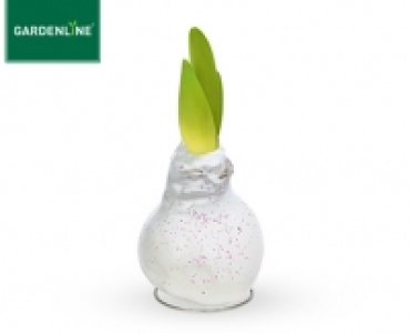 GARDENLINE®Amaryllis mit Wachsfuß 7.99 €