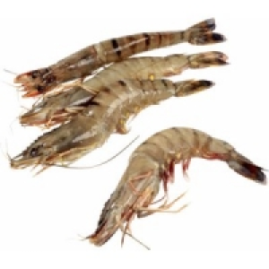 Black Tiger Garnelen 39.99 €