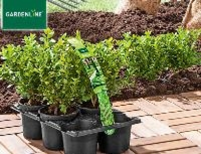 Gardenline Buxus