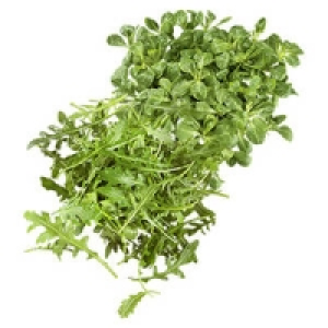 Deutschland/Frankreich Feldsalat oder Italien Rucola Salat