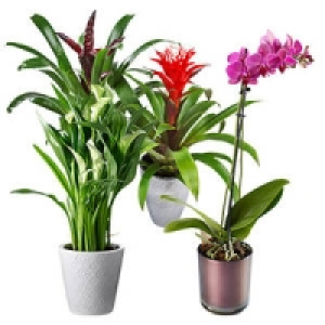 Bl&uuml;hpflanzen-Mix in Keramik 3.99&nbsp;&euro;