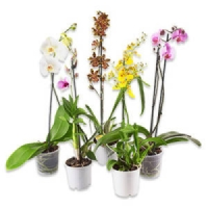 Phalaenopsis