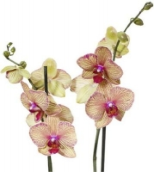 Schmetterlingsorchidee 5.99 €