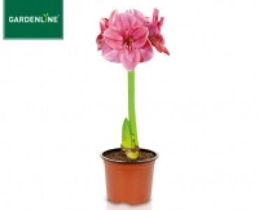 GARDENLINE®Amaryllis 2.39 €