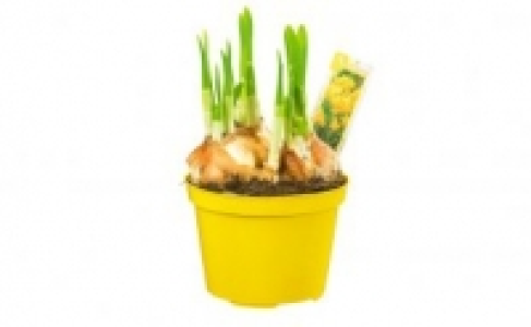 Blumenzwiebeln 1.29 €