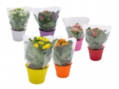 Kalanchoe 2.29&nbsp;&euro;