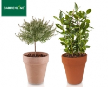 Aldi Süd  GARDENLINE®Gewürzstämmchen im Terrakottatopf