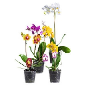 Orchideen-Mix 4.99&nbsp;&euro;