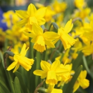 Blumenzwiebeln 3.99 €