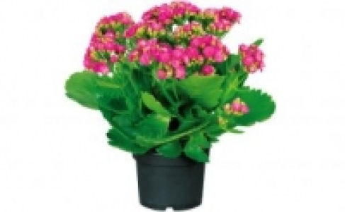 Kalanchoe 1.99&nbsp;&euro;