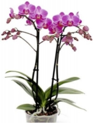 Schmetterlingsorchidee 7.99 €