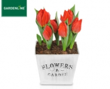 Aldi Süd  GARDENLINE®Blumenzwiebeln im Korb