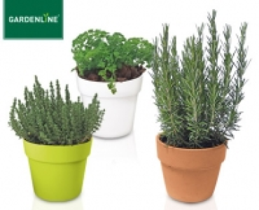 GARDENLINE&reg;Gew&uuml;rzkr&auml;uter im &Uuml;bertopf