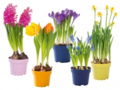 Blumenzwiebeln 1.59 €