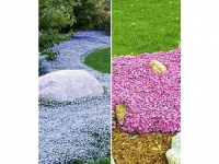 Lidl  Bodendecker-Kollektion pink und blau,6 Pflanzen