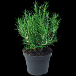 Freilandkr&auml;uter 1.79&nbsp;&euro;