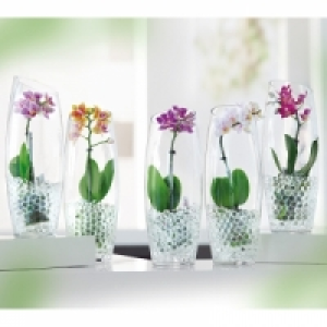 Mini-Phalaenopsis 6.99&nbsp;&euro;