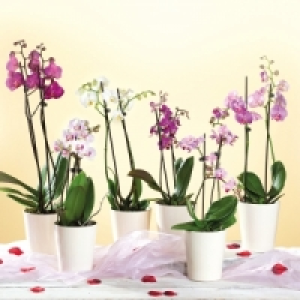 Orchidee mit 2 Rispen 6.99 €