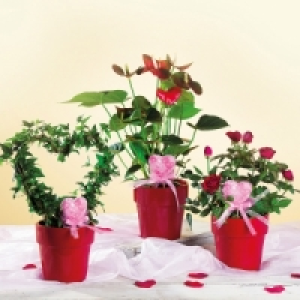 Valentinspflanzen 5.99 €
