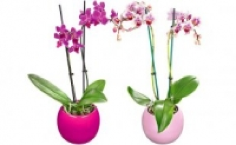 Schmetterlingsorchidee in Keramik 7.99&nbsp;&euro;