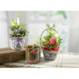 Bepflanzte Valentins Arrangements