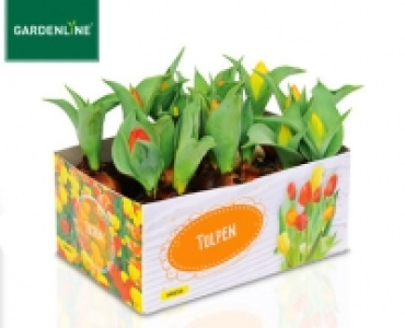GARDENLINE®Blumenzwiebeln, angetrieben
