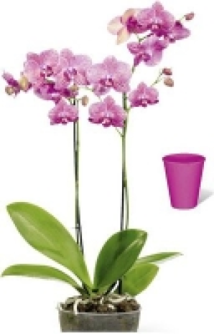 Schmetterlingsorchidee 7.99 €
