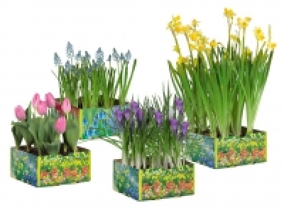 Blumenzwiebeln 2.99 €