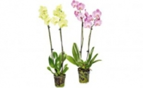 Schmetterlings-Orchidee 6.99 €