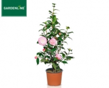 Aldi Süd  GARDENLINE®Kamelie