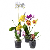 Real  Orchideen versch. Sorten, Pflanzenhöhe: 45 - 75 cm, Abb. ähnlich, jede