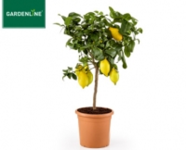 GARDENLINE® Mediterranes Stämmchen 16.99 €