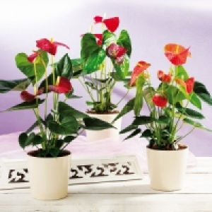 Flamingoblume Anthurie 4.99 €