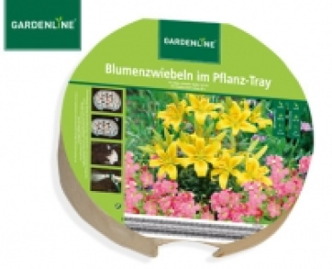 GARDENLINE® Blumenzwiebeln im Pflanz-Tray