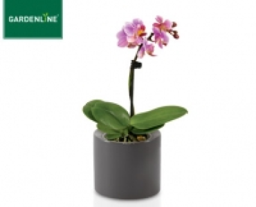 GARDENLINE® Mini-Orchidee im Keramiktopf