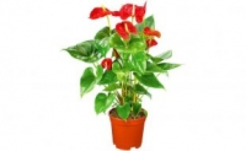 Anthurie 5.99 €