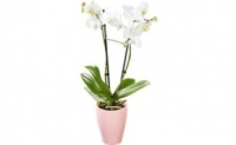 Schmetterlings-Orchidee 7.99 €