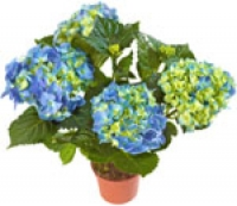 Hortensien 3.99 €
