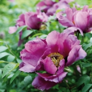 Edle Baumpfingstrose 5.99 €