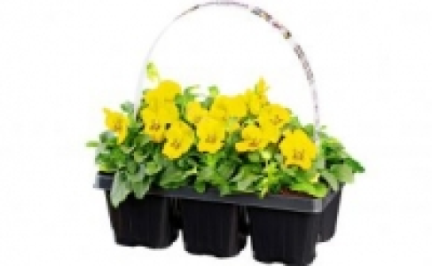 Beetpflanzen 0.99&nbsp;&euro;