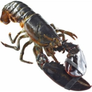 Hummer lebend