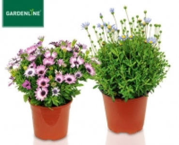GARDENLINE®Italienischer Blühmix