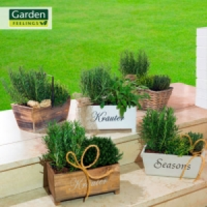 Kräuterarrangement 6.99 €