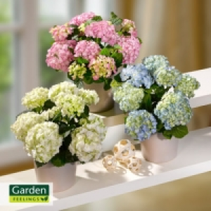 Hortensien-Busch 6.99 €