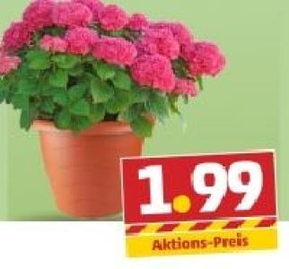 Blumentopf 1.99 €