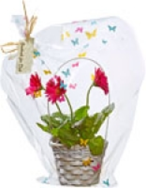 Gerbera im Korb 5.99 €