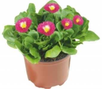 Gänseblümchen 0.79 €