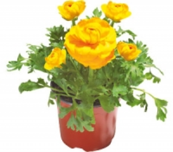 Ranunkel 1.99 €