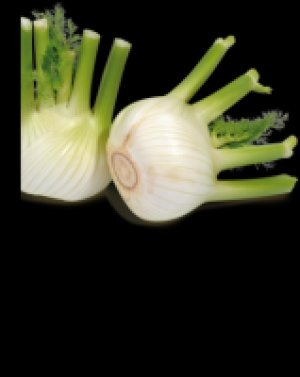 Fenchel 3.47 €